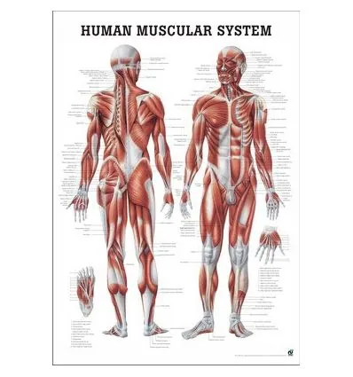 Tablica anatomiczna "Układ mięśniowy" Plansza anatomiczna