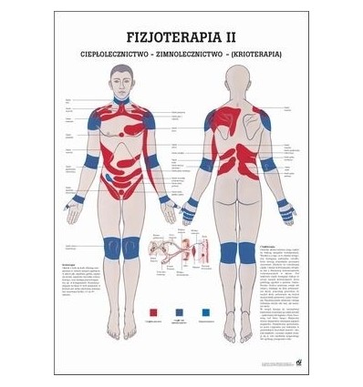 Tablica anatomiczna "Fizjoterapia II" Plansza anatomiczna
