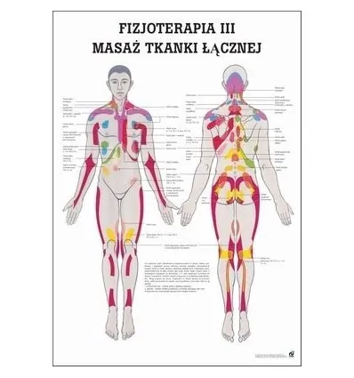 Tablica anatomiczna "Fizjoterapia III" Plansz anatomiczna