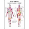 Tablica anatomiczna "Fizjoterapia III" Plansz anatomiczna