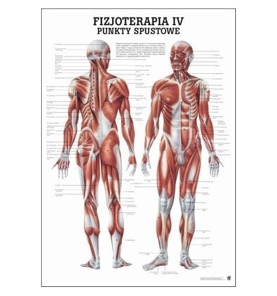 Tablica anatomiczna "Fizjoterapia IV" Plansza anatomiczna
