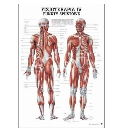 Tablica anatomiczna "Fizjoterapia IV" Plansza anatomiczna