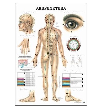 Tablica anatomiczna "Akupunktura" Plansza anatomiczna