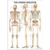 Tablica anatomiczna "Szkielet" 3D