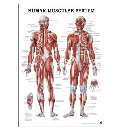 Tablica anatomiczna "Układ Mięśniowy" 3D