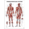 Tablica anatomiczna "Układ Mięśniowy" 3D