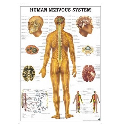 Tablica anatomiczna "Układ Nerwowy" 3D
