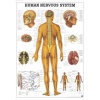 Tablica anatomiczna "Układ Nerwowy" 3D 