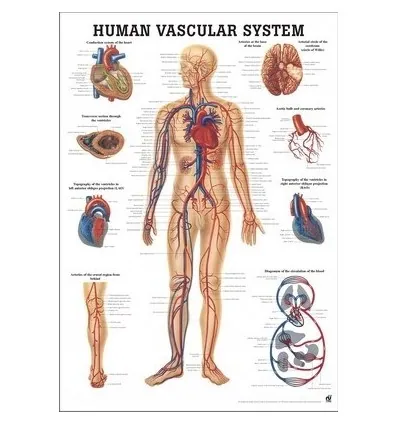 Tablica anatomiczna "Układ Naczyniowy" 3D