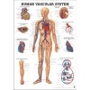 Tablica anatomiczna "Układ Naczyniowy" 3D