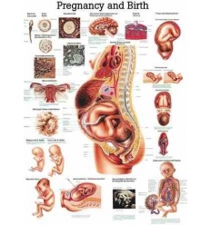 Tablica anatomiczna "Ciąża i poród" Plansza anatomiczna