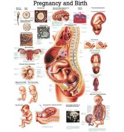 Tablica anatomiczna "Ciążą i poród" Plansza anatomiczna