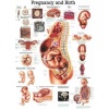 Tablica anatomiczna "Ciążą i poród" Plansza anatomiczna