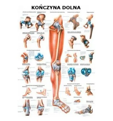 Tablica anatomiczna "Kończyna dolna" Plansza anatomiczna