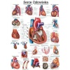 Tablica anatomiczna "Serce człowieka" Plansza anatomiczna