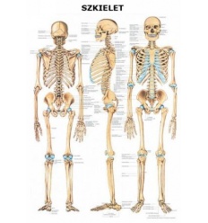 Tablica anatomiczna "Szkielet" Plansza anatomiczna