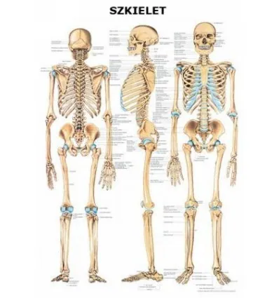 Tablica anatomiczna "Szkielet" Plansza anatomiczna