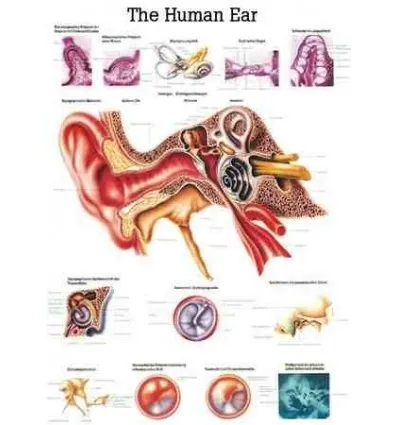 Tablica anatomiczna "Ucho" Plansza anatomiczna