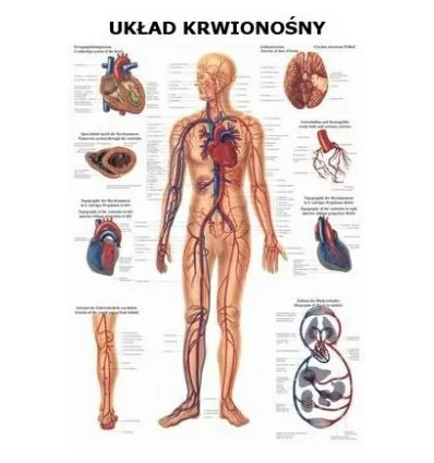 Tablica anatomiczna "Układ krwionośny" Plansza anatomiczna