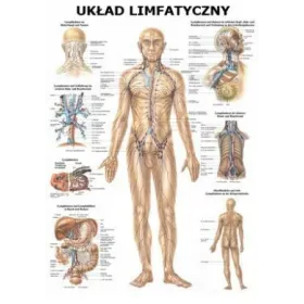 Tablica anatomiczna "Układ limfatyczny" Plansza anatomiczna