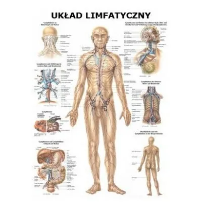 Tablica anatomiczna "Układ limfatyczny" Plansza anatomiczna