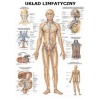 Tablica anatomiczna "Układ limfatyczny" Plansza anatomiczna 