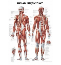 Tablica anatomiczna "Układ mięśniowy" Plansza anatomiczna