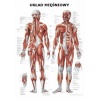 Tablica anatomiczna "Układ mięśniowy" Plansza anatomiczna