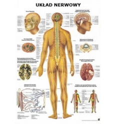 Tablica anatomiczna "Układ nerwowy" Plansza anatomiczna