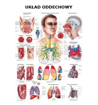 Tablica anatomiczna "Układ oddechowy" Plansza anatomiczna
